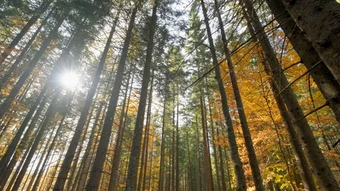 Autumn forest landscape Stock Footage 121458066