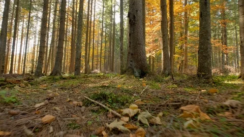 Autumn forest landscape Stock Footage 121458094