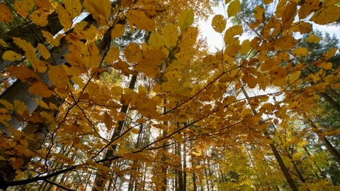 Autumn forest landscape Stock Footage 121458106