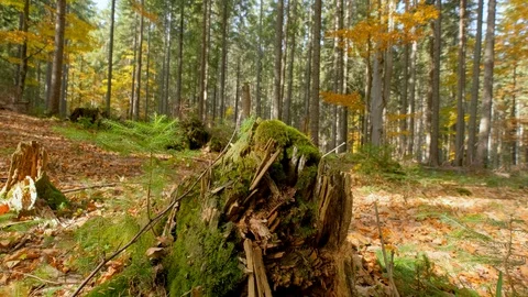 Autumn forest landscape Stock Footage 121458225