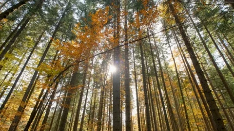 Autumn forest landscape Stock Footage 121458286