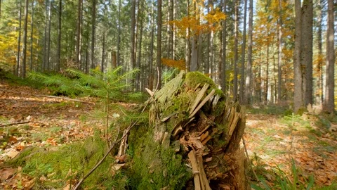 Autumn forest landscape Stock Footage 121458294