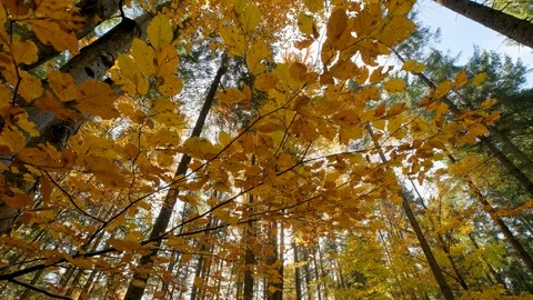 Autumn forest landscape Stock Footage