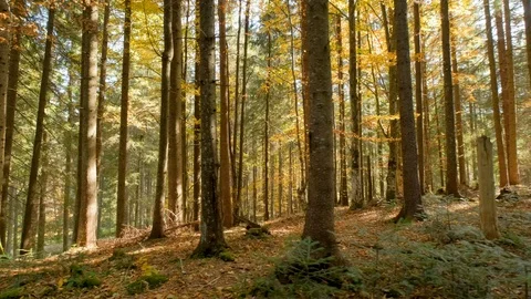 Autumn forest landscape Stock Footage 121458313