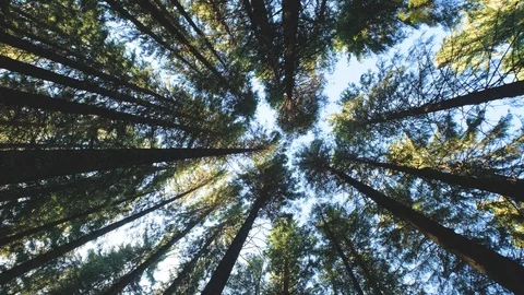 Autumn forest landscape Stock Footage 121922731