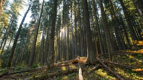 Autumn forest landscape Stock Footage 121923021
