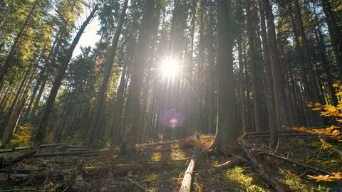 Autumn forest landscape Stock Footage 121923281