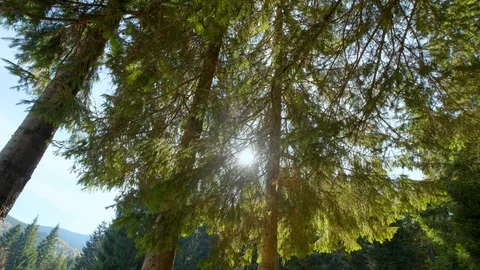 Autumn forest landscape Stock Footage 121923338