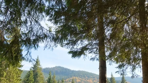 Autumn forest landscape Stock Footage 121923510