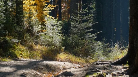Autumn forest landscape Stock Footage 121923511