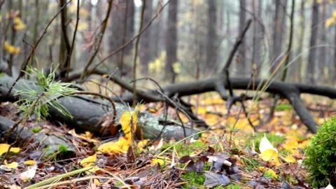 Autumn forest landscape 스톡 동영상 142466917