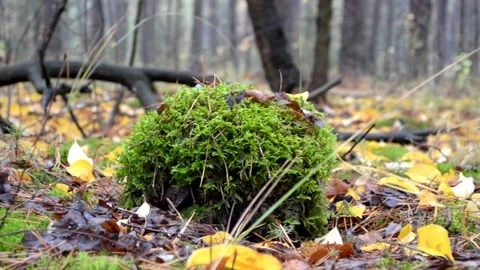 Autumn forest landscape Stock-Footage 142466986