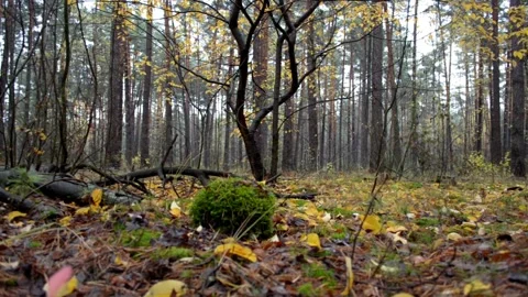 Autumn forest landscape Stock-Footage 142467166