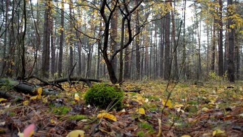 Autumn forest landscape Stock-Footage 142468884