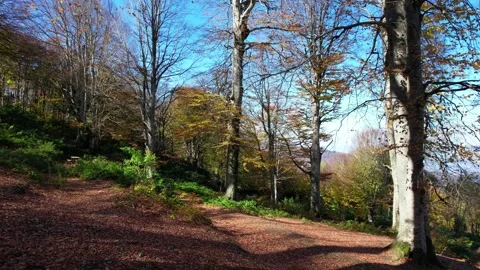 Autumn forest landscape. Stock Footage 169080984