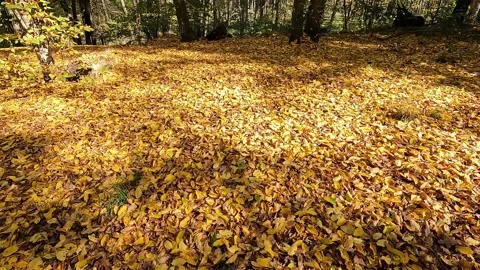 Autumn forest landscape. Stock Footage 219255659