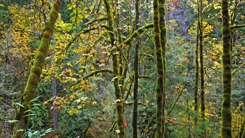 Autumn Forest Landscape in Mount Rainier National Park Video stock 332142589