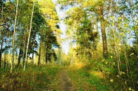 Autumn forest landscape. The path extends into the distance. Stock Photos