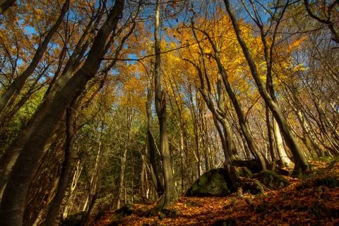 Autumn Forest Landscape Stock Photos