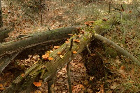 Autumn forest landscape Stock Photos