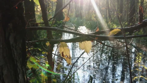 Autumn forest landscape with the rays flare of the sun between the trees 스톡 동영상 161960062