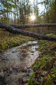 Autumn forest landscape with a small river Stock Photos