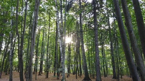 Autumn forest landscape. The sun is behind the tree trunks. Autumn background Stock-Footage 140318183