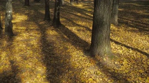 Autumn forest landscape with tree trunks and long shadows from them Stock Footage 142221137