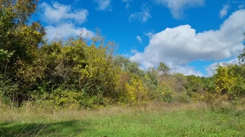 Autumn forest landscape under blue sky with bright white clouds Stock Footage 319573053