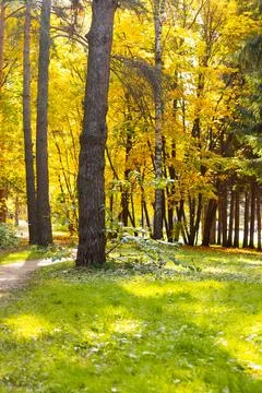 Autumn forest landscape with walking path and colorful foliage. Tranquility,  Stock Photos