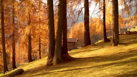 Autumn forest with larch trees and rustic wooden cabins at sunlight. Stock-Footage 341396289