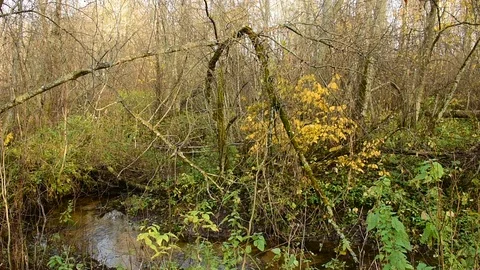 Autumn forest, late fall image Stock Footage 118307749