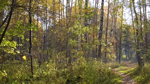 Autumn forest, leaf fall. Yellow leaves fall to the ground 스톡 동영상 96809184