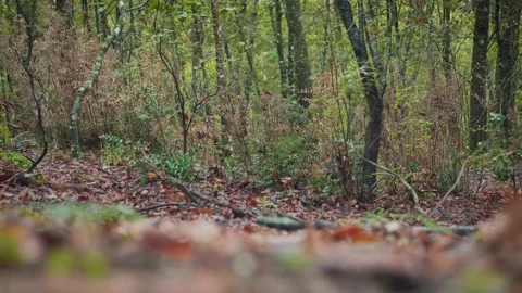 Autumn forest, leaf on ground and autumnal feeling. Foliage shot. 4K Stock Footage 139465852