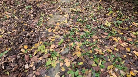 Autumn Forest Leaf Ground Background Stock Footage 339978916