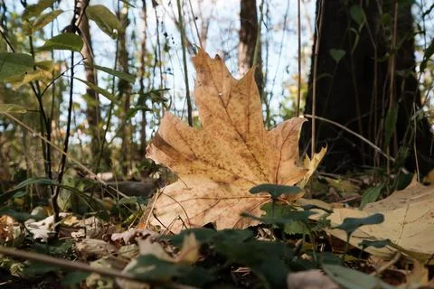 Autumn Forest Leaf Landscape Fall Trees Nature Scene Stock Photos