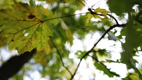 Autumn forest leafs on the wind Video stock 196323377