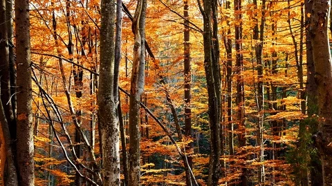 Autumn forest with leaves falling down in slow motion. Brilliant fall colors  Stock Footage 120792954