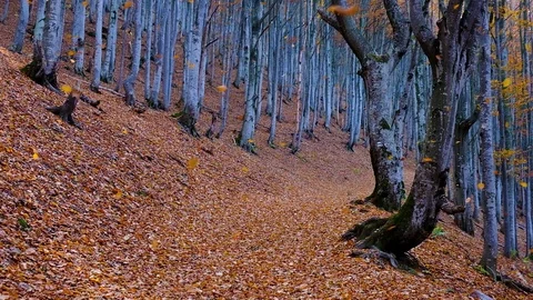 Autumn forest with leaves falling down in slow motion. Brilliant fall colors  Stock Footage 120792976