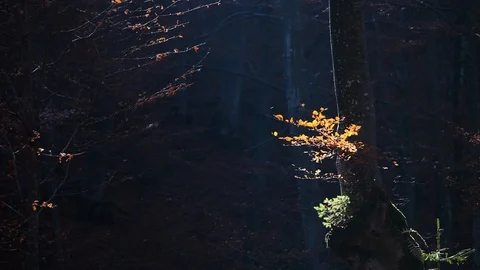 Autumn forest with leaves falling down in slow motion. Brilliant fall colors  Stock Footage 120793021