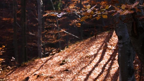 Autumn forest with leaves falling down in slow motion. Brilliant fall colors  Stock Footage 120793023