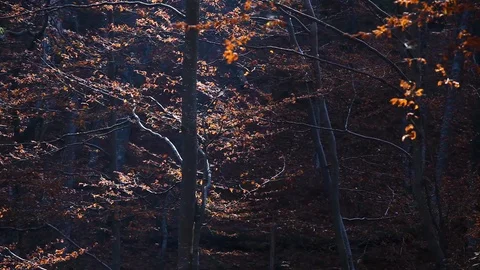 Autumn forest with leaves falling down in slow motion. Brilliant fall colors  Stock Footage 120793024