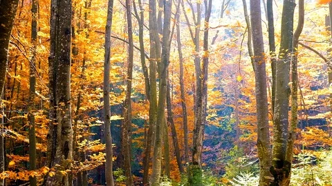 Autumn forest with leaves falling down in slow motion. Brilliant fall colors  Stock Footage 121198553
