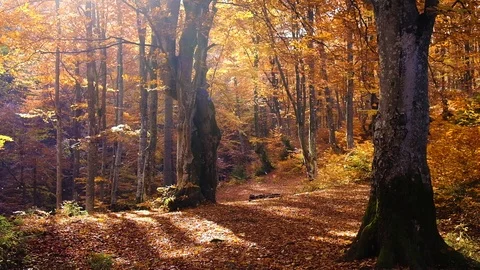 Autumn forest with leaves falling down in slow motion. Brilliant fall colors  Stock Footage 121198610