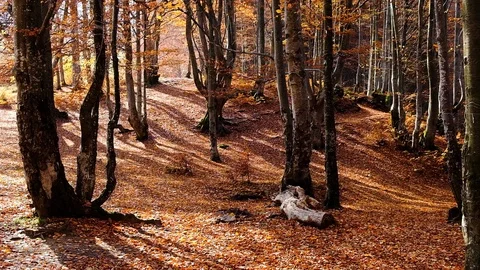 Autumn forest with leaves falling down in slow motion. Brilliant fall colors  Stock Footage 121198697