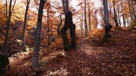 Autumn forest with leaves falling down in slow motion. Brilliant fall colors  Stock Footage 121198775