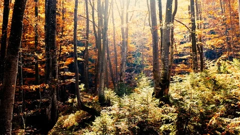 Autumn forest with leaves falling down in slow motion. Brilliant fall colors  Stock Footage 121414687