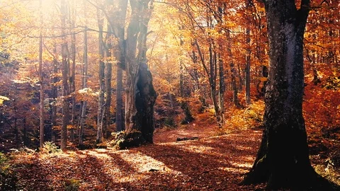 Autumn forest with leaves falling down in slow motion. Brilliant fall colors  Stock Footage 121414735