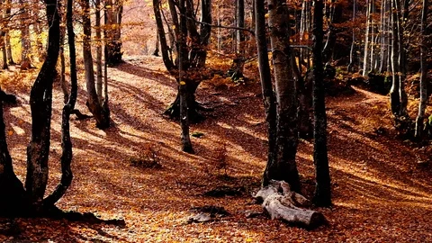 Autumn forest with leaves falling down in slow motion. Brilliant fall colors  Stock Footage 121414737