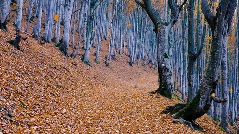 Autumn forest with leaves falling down in slow motion. Brilliant fall colors  Stock Footage 121414757